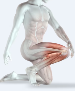 Anatomie