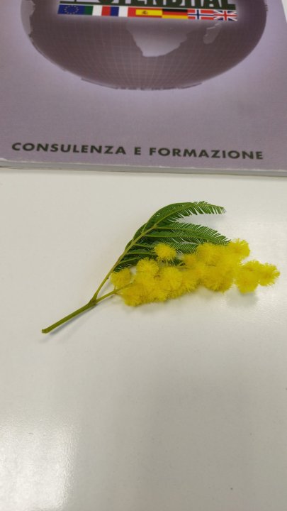 Sajedi Saba - Englisch, Chemie, Biologie tutor